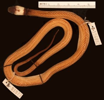 Media type: image;   Herpetology R-156882